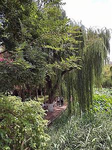 Kunming - Parc Cuihu - 46